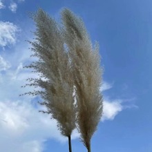 云南干花花束小芦苇拂尘小组合套装现代居家厂家批发自然干花束