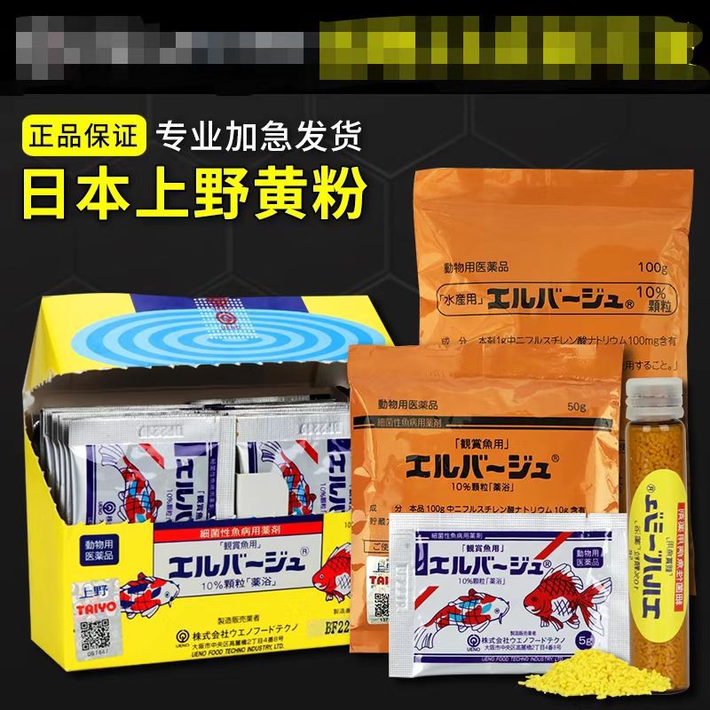 日本原装上野黄粉正品黄粉烂尾蒙眼水霉烂身鳍白