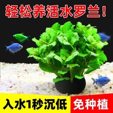 鱼缸水草植物水培净化水质增氧绿菊坨草造景套餐水族箱淡水家用