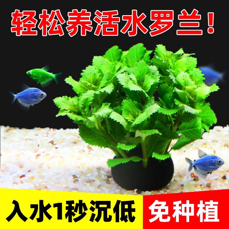 鱼缸水草植物水培净化水质增氧绿菊坨草造景套餐水族箱淡水家用