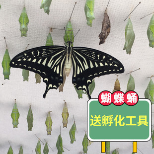�����Ӽ�ɷ�����Y�o�����w��ͯ��B�^��С���x�����J��
