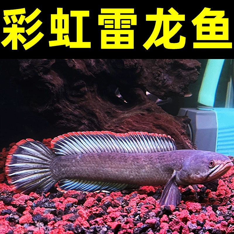Декоративная рыба «thunder dragon» — Red Moon Pearl / Rainbow / Red Ghost King Sapphire, размеры 4–25 см, с кормом