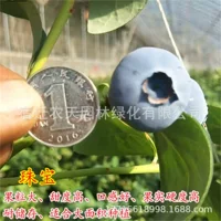 Новые продукты с почвой Прохладный пирог Черника Плоды Pi Юг и Север Посадка Открытый Четыре сезона в горшках Балкон Рассада года