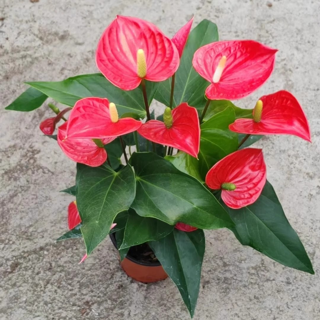 Anthurium potted plant [4-5 flowers]