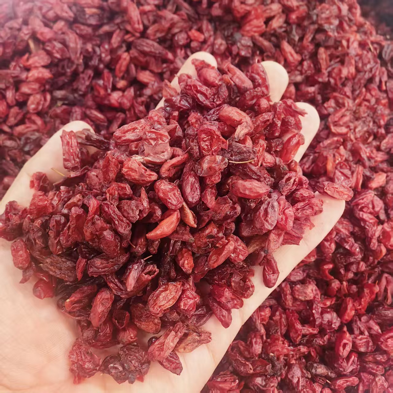 Cornus Fruit Shan Zhu Yu 山茱萸 Dried Herb 500g Traditional TCM Decoction Herb quality and texture