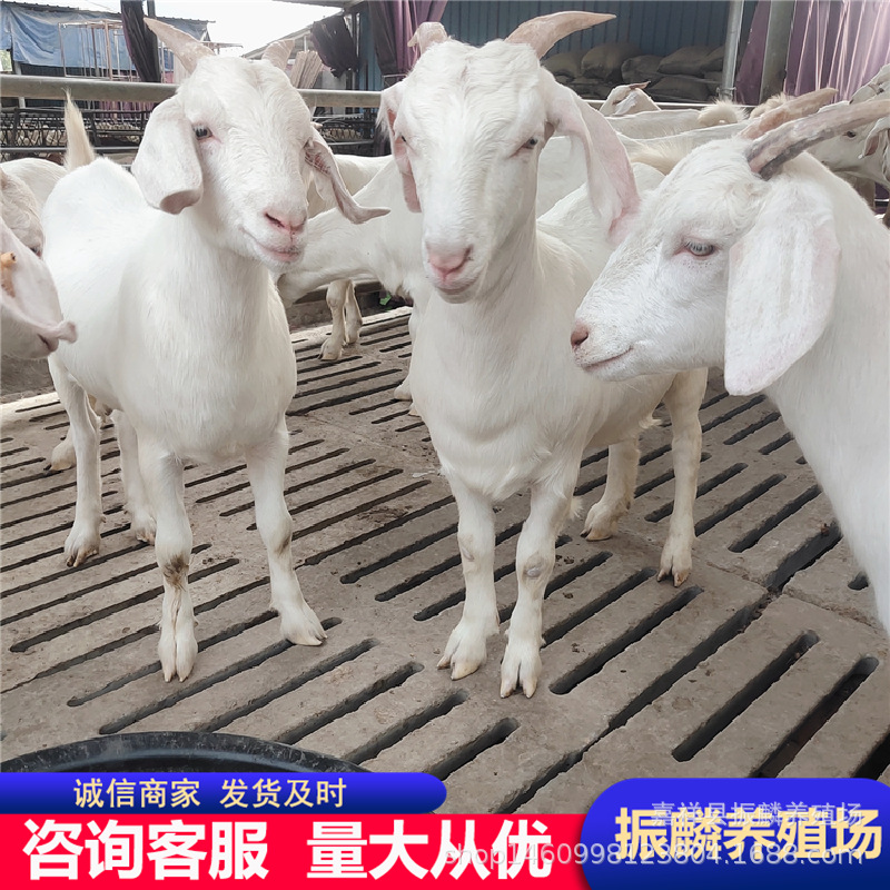现在白山羊市场行情 白山羊种羊多少一只 白山羊养殖基地