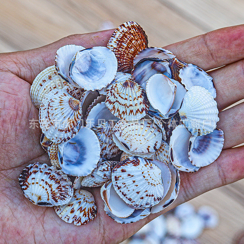 Concha Daquan natural con cera de pescado, materiales decorativos mediterráneos DIY al por mayor