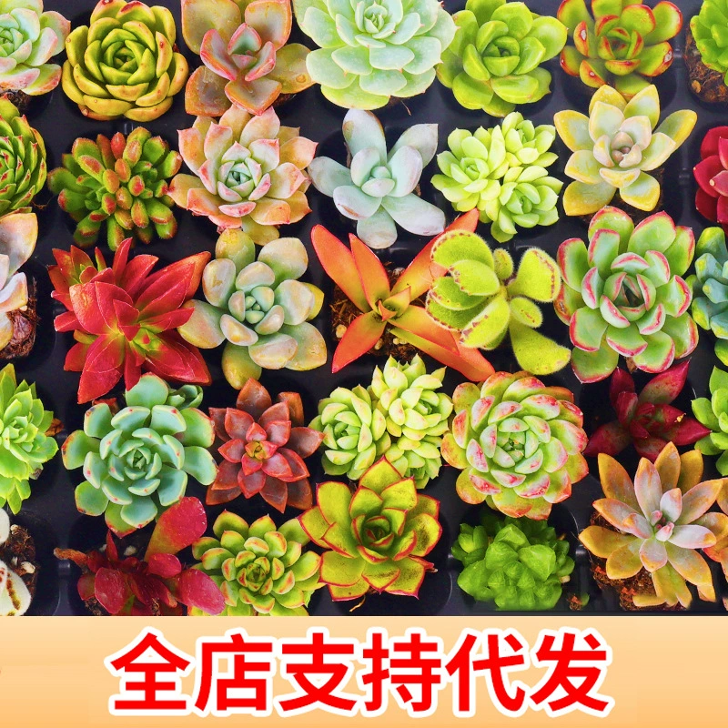 Оптовая продажа суккулентов: комнатные растения в горшках, комбинация зеленых растений, суккуленты, цветы, маленькая упаковка для декора дома