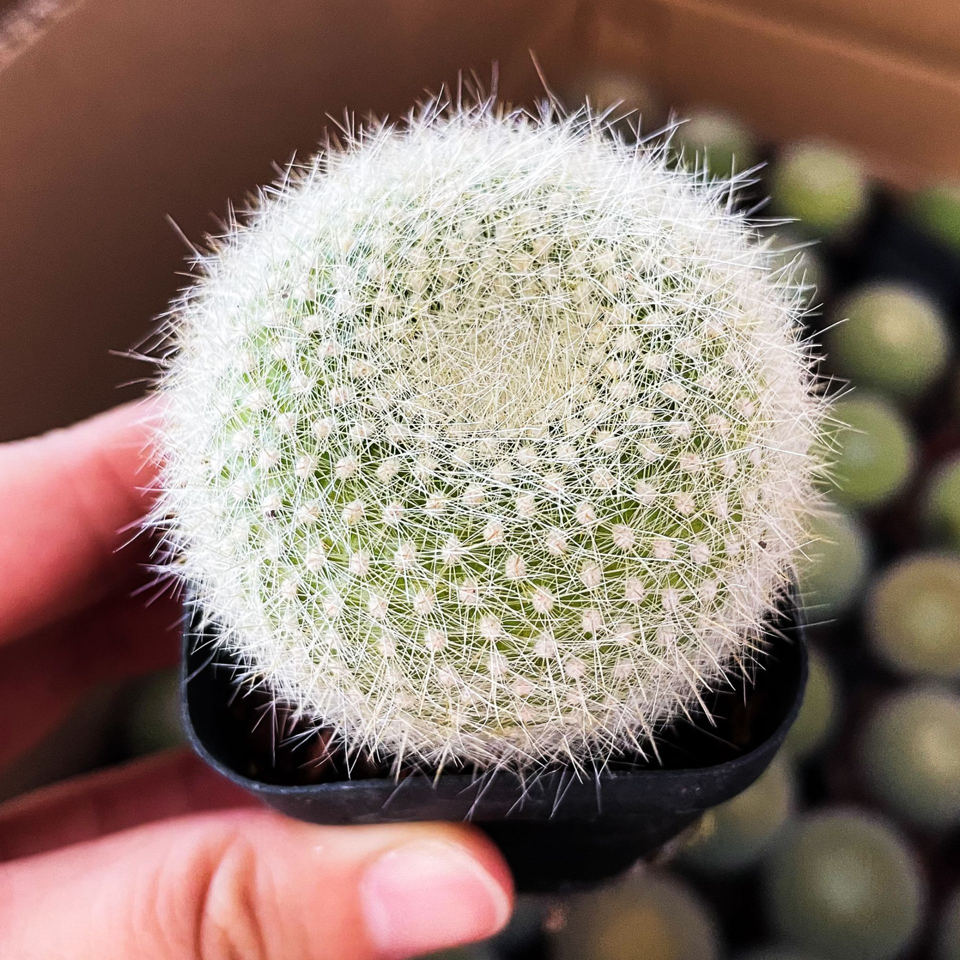 하얀 눈 빛 3-5cm (뿌리가 벗겨진 상태로 배송)