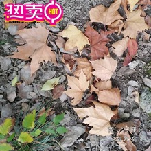 �ݘ��~���~�ɻ��˱�����~�b���Ȼ���~�N���ɘ��~��ͩ�~�ֹ��~��