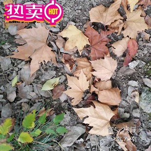 �ݘ��~���~�ɻ��˱�����~�b���Ȼ���~�N���ɘ��~��ͩ�~�ֹ��~��