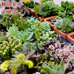 Succulent Plant Group Multi-Headed Succulent Combination Potted Ruby ​​Stone Flower Green Plant Florals Free Shipping