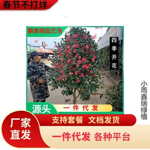 һ�����l������̫���������軨������ˮ�軨ɽ�軨��������Gֲ