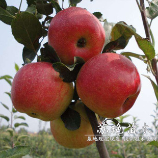 �޽��O������ ���������O���� ������Ʒ�N ���Ե����Ϸ������Nֲ