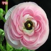Flower hair, flower cinnamon leaves, peony breeding pot plants perennial ball root indoor and outdoor courtyard cold -resistant plant flowers seeds