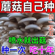 �Bֲ�O�����N���SĢ�����Ģ���Nֲ��ʳ�þ��ƽ��ҷN��ľ���WУ