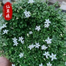 �����m��߅ɏֲ�������԰�ɫ���{ɫ�ͺ��͟��쾰���^ֲ��Ʒ���l