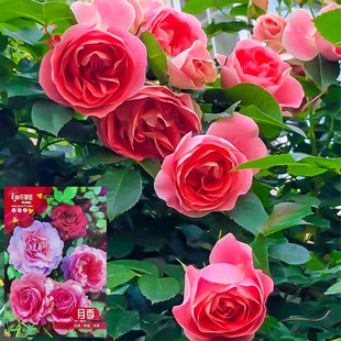 ���ܷN���Nޱ���N���������¼�õ���ļ��_��������ԮͥԺ�҃�ֲ��