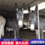 德州德州驴