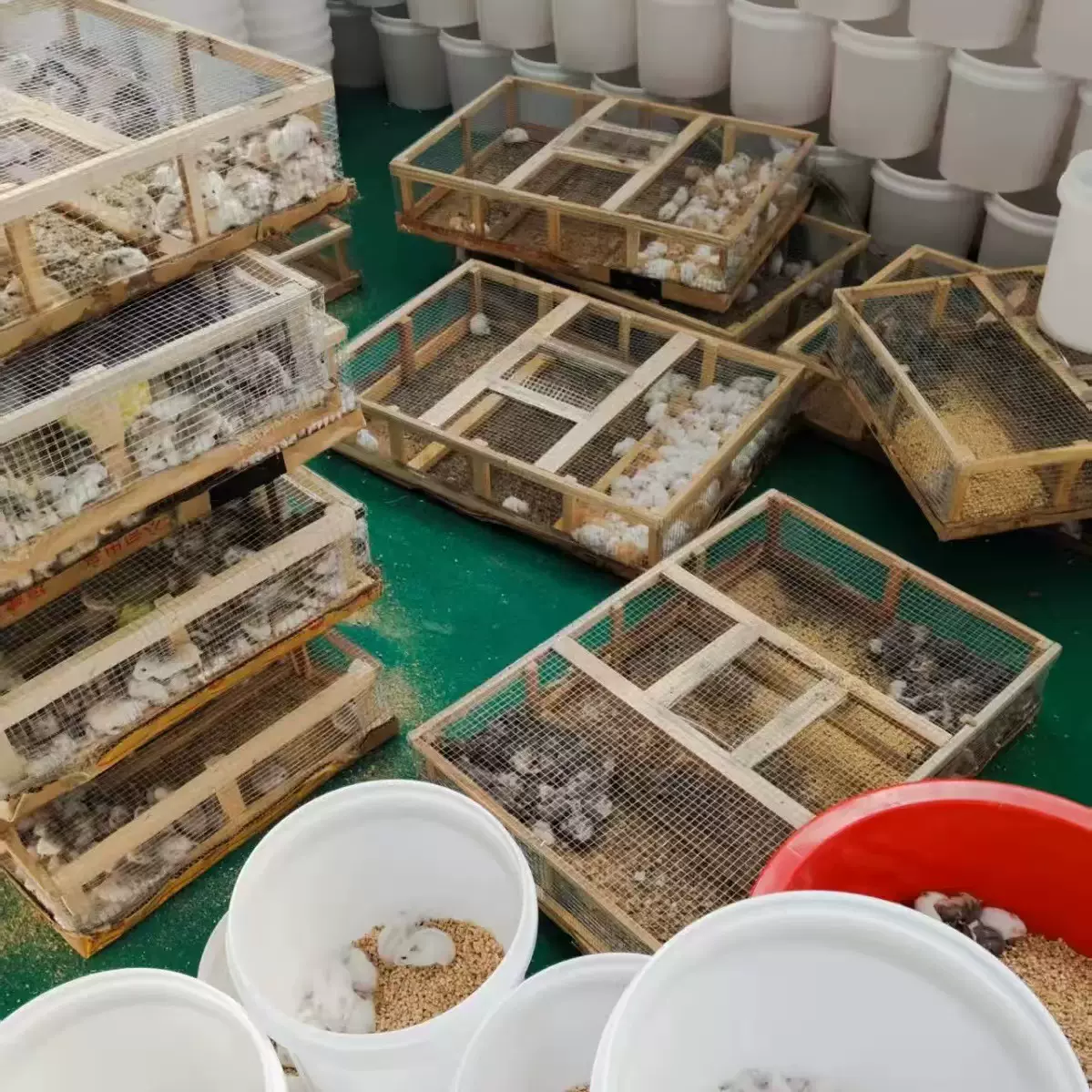 批发小仓鼠摆地摊代发三线紫仓银狐布丁金丝熊活体奶茶公婆