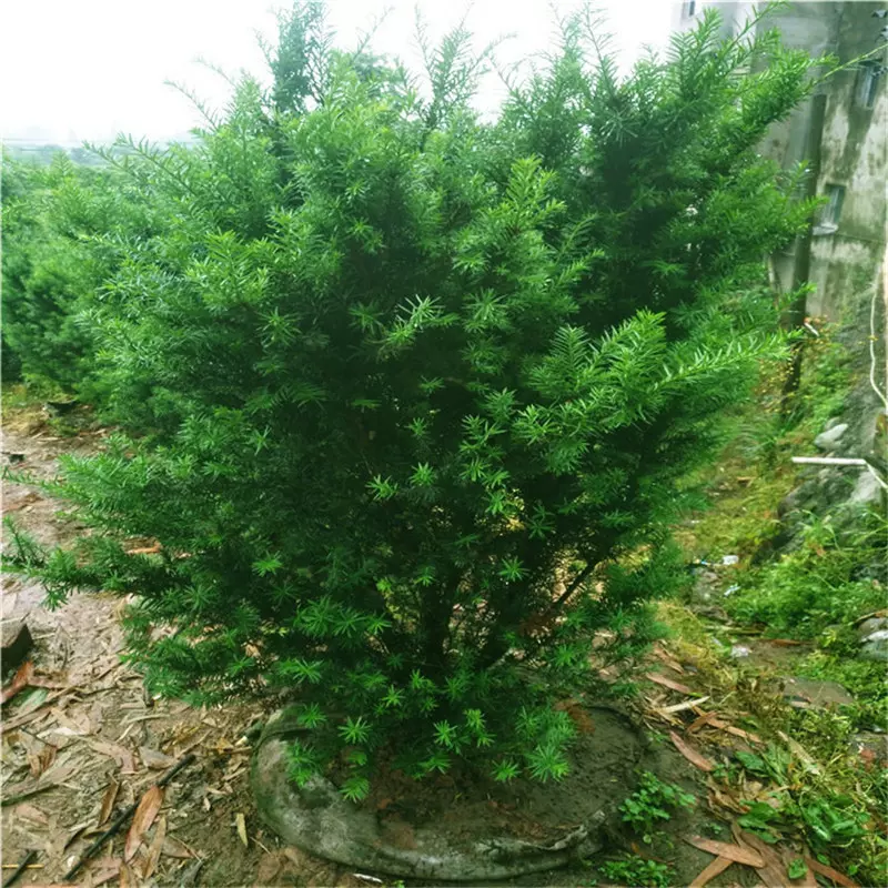 基地批发曼地亚红豆杉小苗公树母树盆栽盆景苗别墅庭院绿植吸甲醛