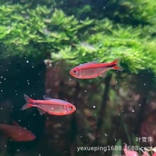 �t��ρħ����~�t��ρ���~�S��ρħ������������~�Ꭷ�^�p�~���l