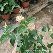五色梅盆栽花卉五彩花四季马樱丹耐热晒室外阳台花园好养植物花苗