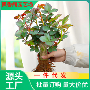 Dropshipping Rose Seedlings Yunnan Straight Hair Rose Potted Plants Blooming in All Seasons Old Pile Flower Plant Seedlings Matching Version