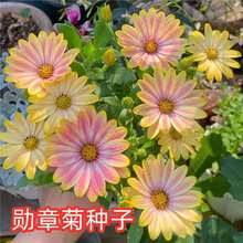 �M�ڴ󻨄��¾շN�Ӵ�Ц���ļ������B�҃��̨����ֲ���^���ܻ���