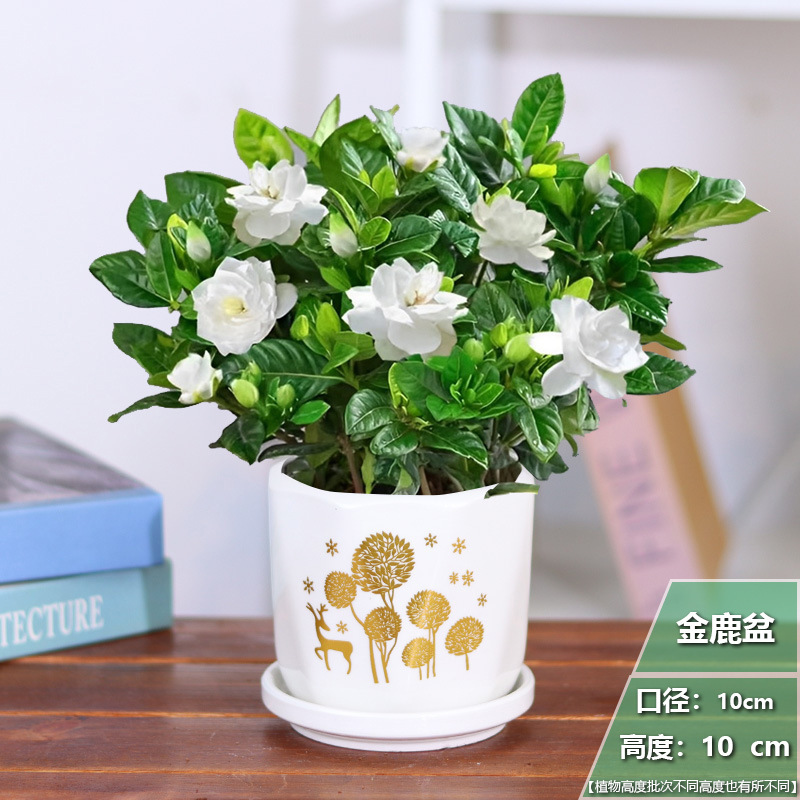 [점주 추천] 치자나무 화분 1개 + 황금사슴 세라믹 화분 + 영양비료