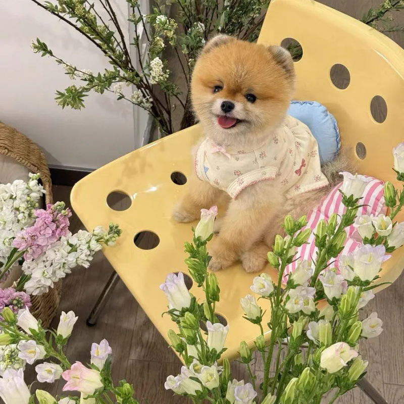 Mascotas primavera y verano dulce princesa chaleco de flores vestido para el hogar perros gatos para evitar la pérdida de ropa de perro pequeño verano