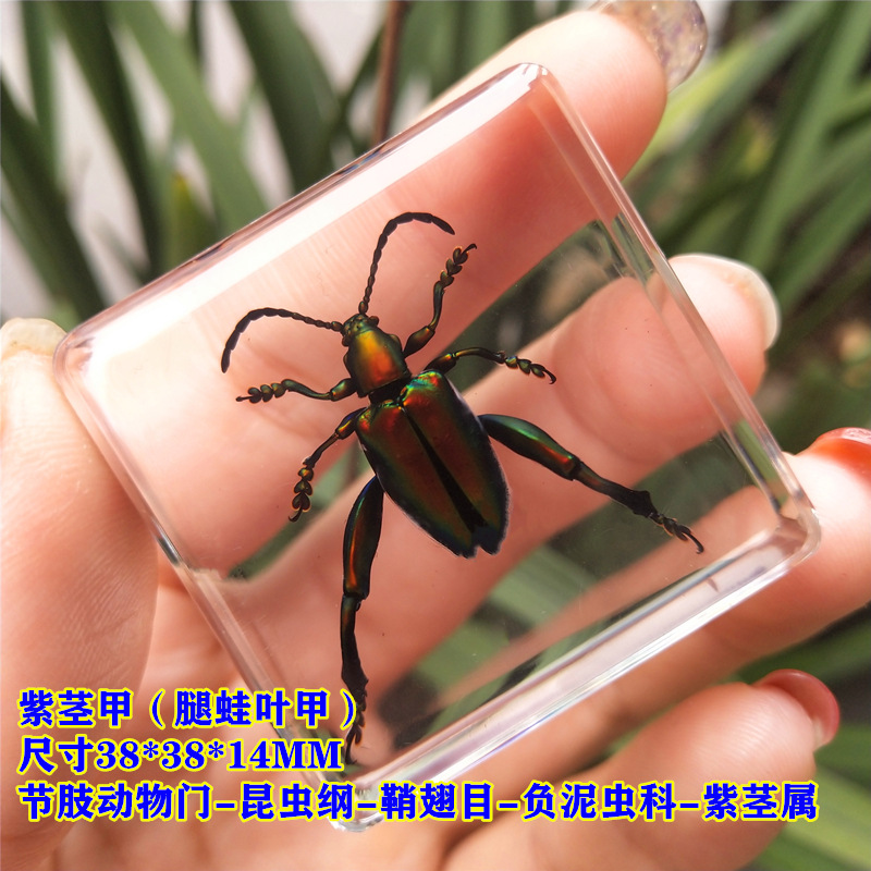 부르고뉴 퍼플 스템 네일 65%