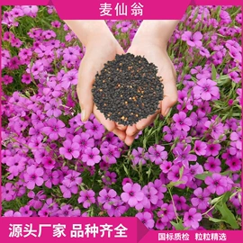 草种子;一二年生花卉;宿根花卉