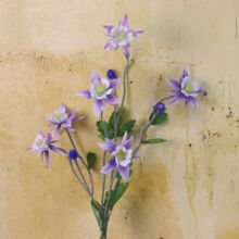 ֲë�e���˻� ���������mС���mľ�m��ëݢ؈צ�� ���滨�b͏d