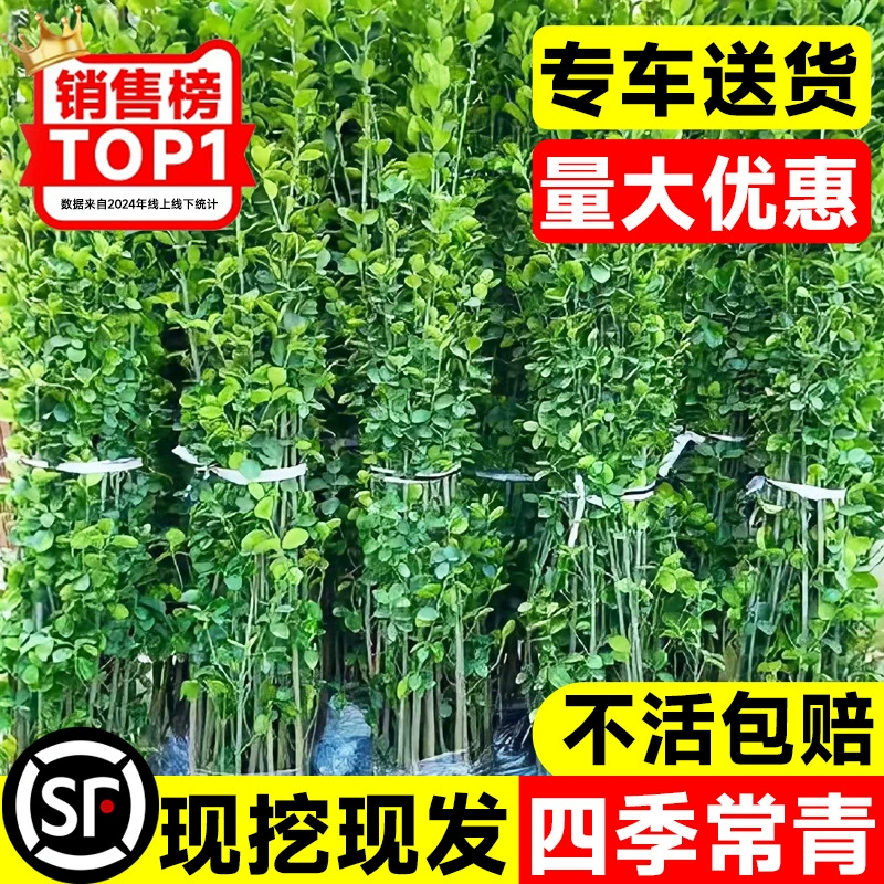 Саженцы холли, французский вертикальный забор, ограда для двора, вечнозеленое растение, морозостойкая живая изгородь, японский самшит.