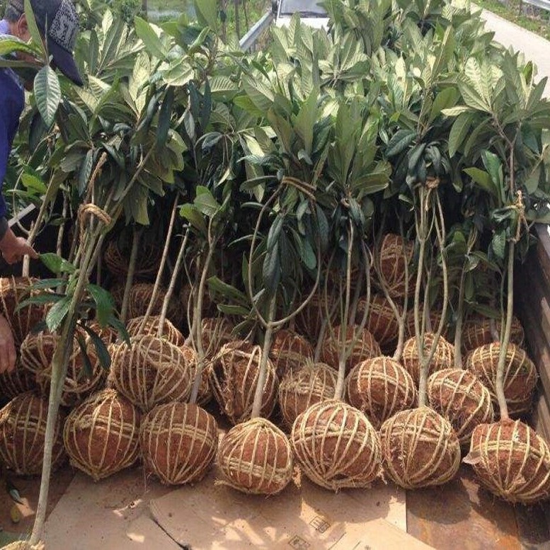枇杷苗嫁接大五星果树苗地栽南北方种植盆栽苗当年结果基地批发