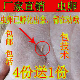 黄粉虫卵面包虫虫卵优质种虫卵、种虫、面包虫虫卵【包邮】包技术