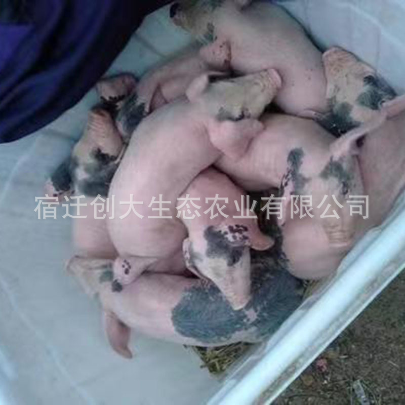 80922a178f37b7d19918368cf266b5