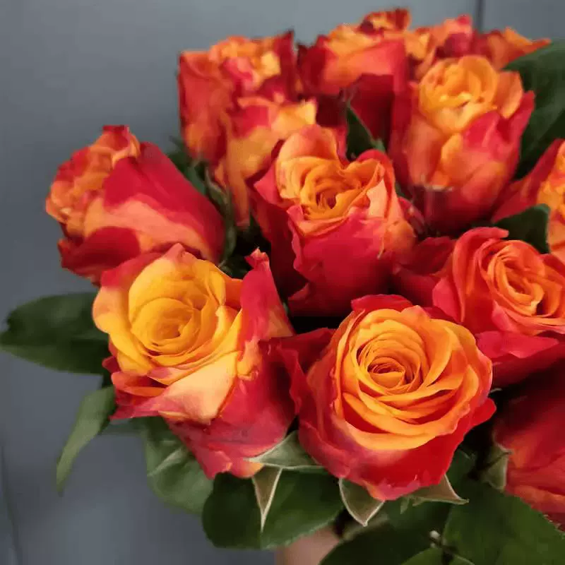 Дропшиппинг срезанных цветов, рассада пламенных роз, цветущие розы, цветы в горшках, вьющиеся растения, саженцы роз, зеленые растения