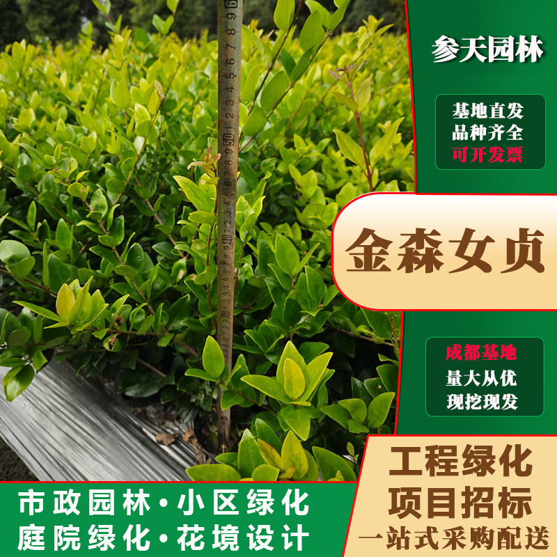 金森女贞杯苗批发高度冠幅30~60公分可选金森女贞工程苗基地供应
