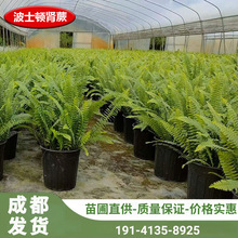 �Iާ���Բ�˹�D�Iާ��Źǲ��҃����^�~ֲ��ͥԺ���Rާ��̨�쾰