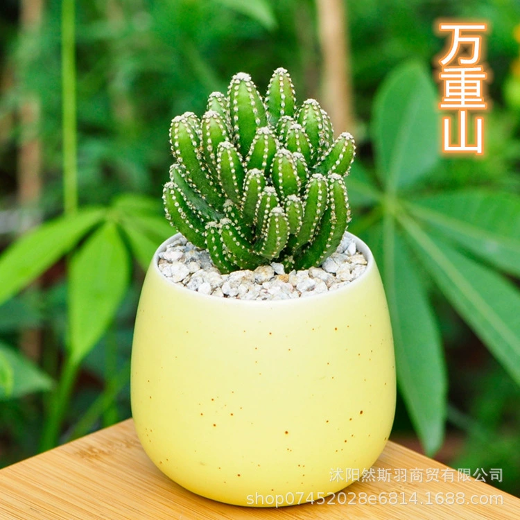 Мясистое Горшечное растение Wanchong Зеленое растение Цветущий кактус Мяч Комбинация Офисный Рабочий стол Сиань Комнатное кактусное растение