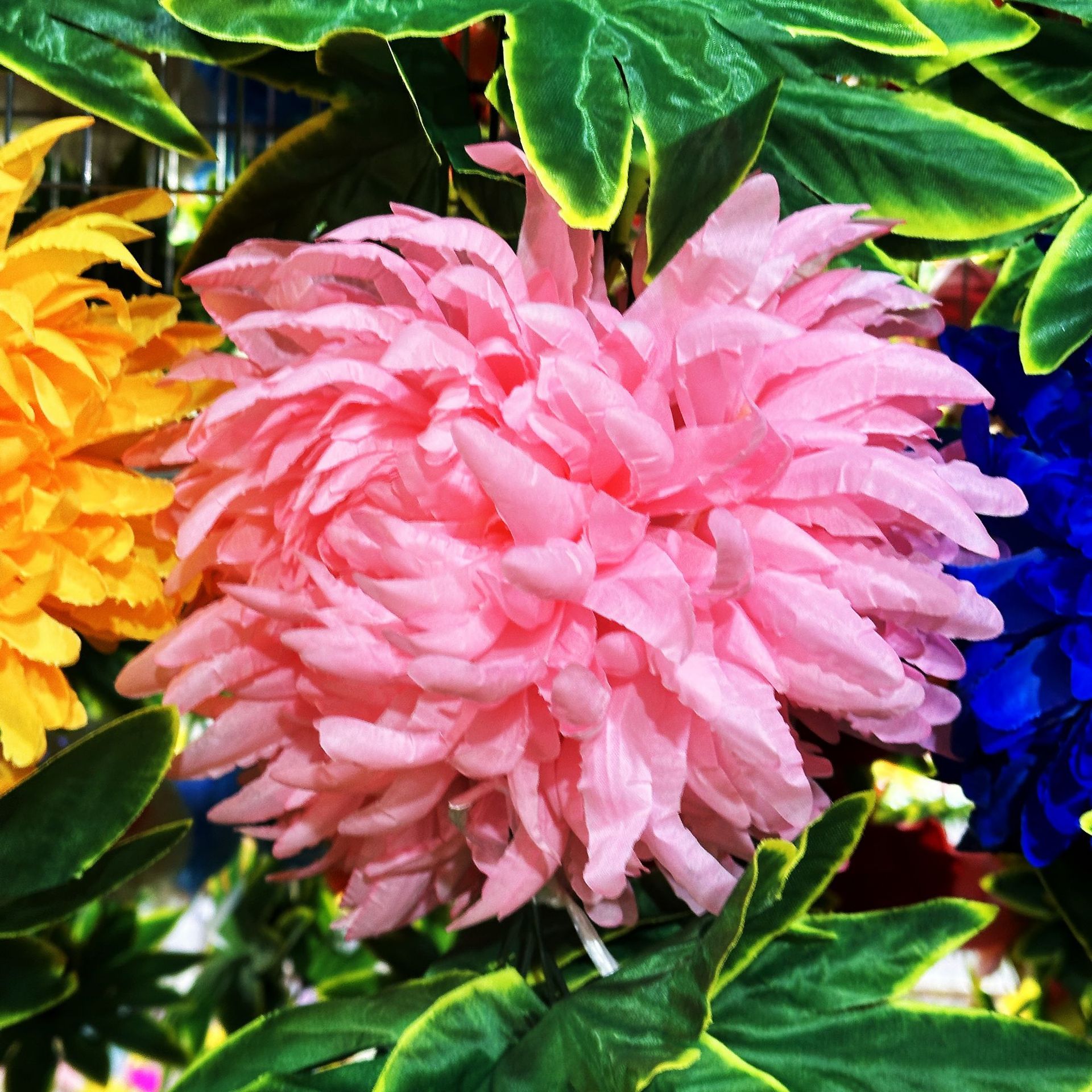 Light pink (10 heads, 2.5 meters)