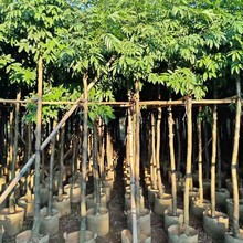 ʳxֲ@־G繤̾GľͥԺϼt