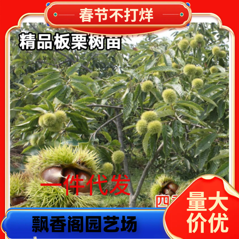 批发2米栗子苗大红袍嫁接板栗苗九家种栗子苗华光嫁接板栗苗