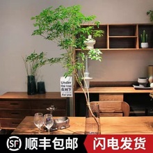 马醉木水培精选植物鲜切枝吊钟室内装饰绿植厂家批发