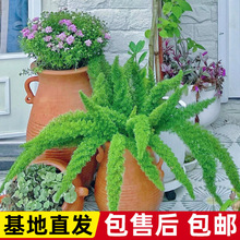 ���Դ�С���β����β�;Gֲާ�ֲ���β�����ļ�����