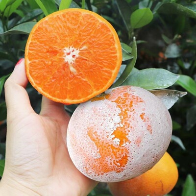 Guangxi Maogu Citrus 9 fresh fruit Large fruit Orange Lime Season product On behalf of