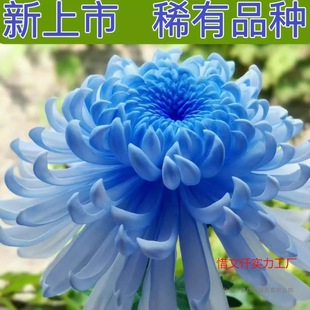 ��ջ���10���ļ��_ʳ�þջ��������҃����̨ͥԺ�^��ֲ��