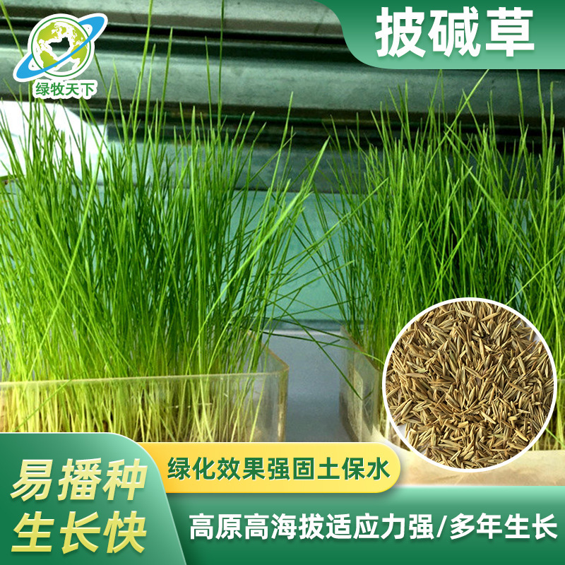四川批发耐旱耐寒高海拔黑麦草种籽披碱草老芒麦燕麦牧草种子